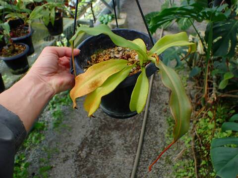 R419 3-3 N. viking x veitchii Bario #NNN
