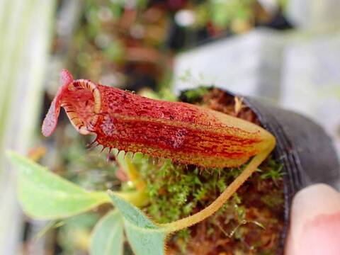 商品一覧 - Y's Exotics （山田食虫植物農園）