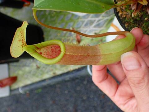 商品一覧 - Y's Exotics （山田食虫植物農園）