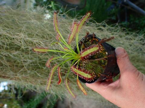 R540 3-1 D. capensis `Crested' Nature