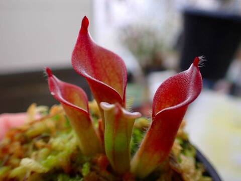 商品一覧 - Y's Exotics （山田食虫植物農園）