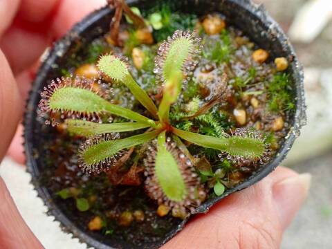 P908 3-1 Drosera ラベル落ち