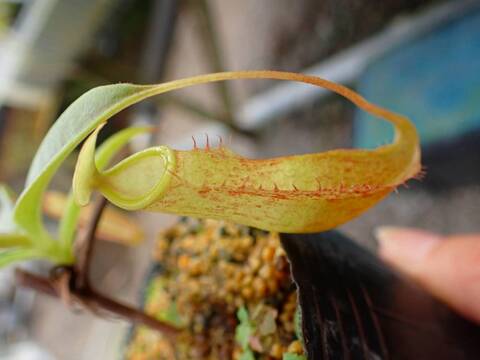 Catopsis morreniana giant form 食虫植物 Catopsis morreniana giant form 食虫植物
