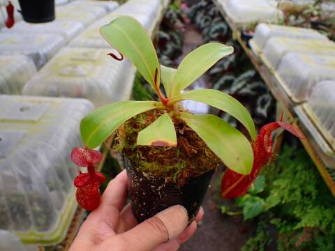 P143 1-4 N. spectabilis giant x edwardsiana #NNN