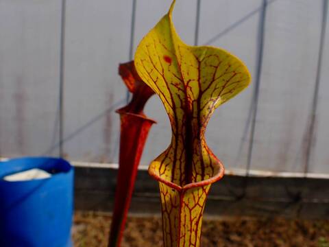 商品一覧 - Y's Exotics （山田食虫植物農園）