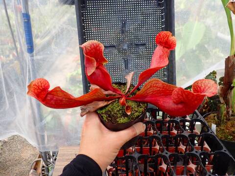 R487 1H S. purpurea ssp. venosa var. burkii BCP