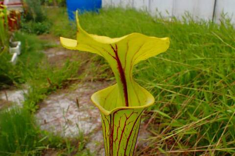 Sarracenia（サラセニア）の商品一覧 | Y's Exotics （山田食虫