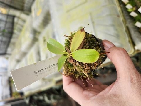 P984 1-3 N. bellii x xalisaputrana #NNN 