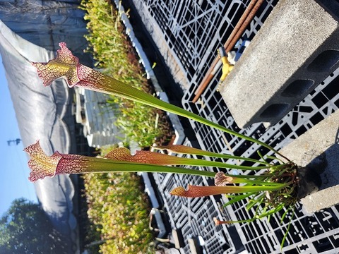 G151 2ura S. Hybrid Y's 