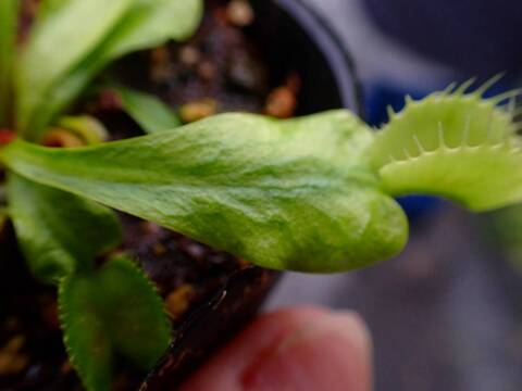 Y214 5-1 Dionaea muscipula 鈴木系 original