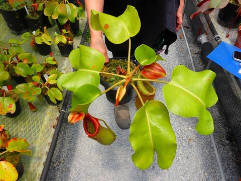 P586 5-2 N. truncata red (Mt. Redondo Dinagat Island) OF