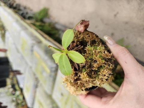 P787 1-4 N. rajah x xharryana Tambuyukon Y's Lab 