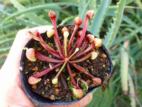 商品一覧 - Y's Exotics （山田食虫植物農園）