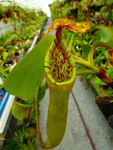 Nepenthes（ネペンテス/ウツボカズラ）の商品一覧 | Y's Exotics （山田食虫植物農園）