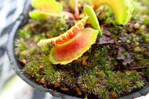 蝦夷鹿角 Y字部 200-270mm 蝦夷鹿角 Y字部 200-270mm