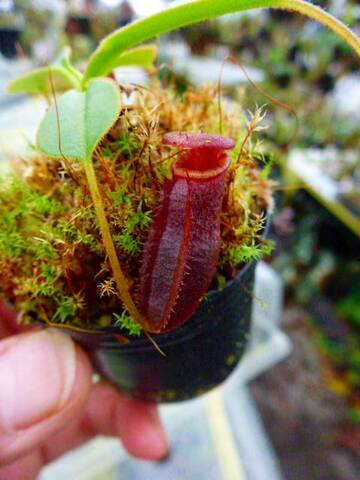 Nepenthes（ネペンテス/ウツボカズラ）の商品一覧 | Y's Exotics （山田食虫植物農園）