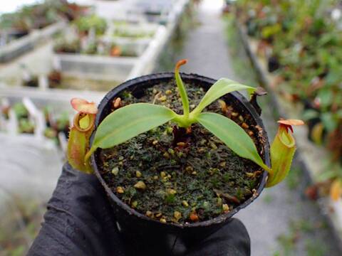 R483 5-1 N. bicalcarata Y's Lab