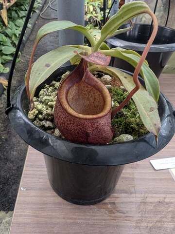 Nepenthes（ネペンテス/ウツボカズラ）の商品一覧 | Y's Exotics （山田食虫植物農園）