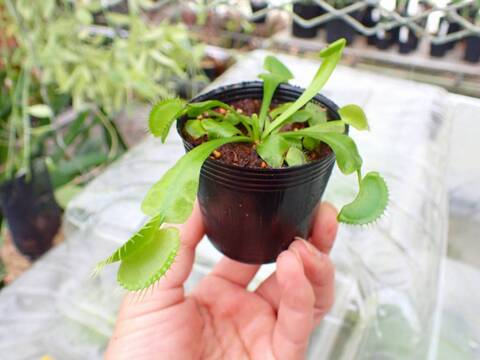 Y488 3-2 Dionaea muscipula B52 Y's Lab