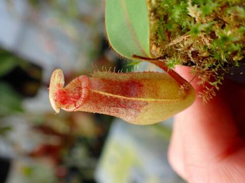 O145 1-4 N. veitchii H/L (K) striped / red form EP x rajah Tambuyukon Y's