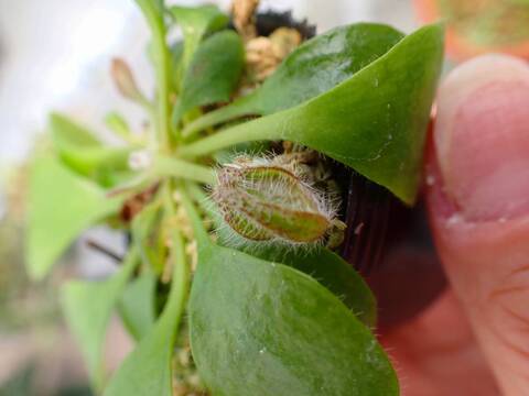 Y879 3-1 [YA-30] Cephalotus follicularis Giant Y's Lab