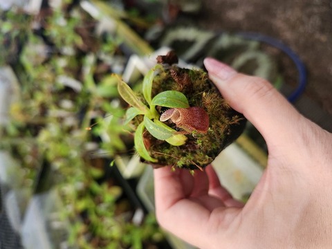 R426 1-4 N. (maxima x campanulata) x xtrusmadiensis #NNN 
