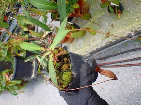 G144 5-3 N. argentii x armin {Sibyuyan, Philippines} [BCP ID# N288-03] BCP