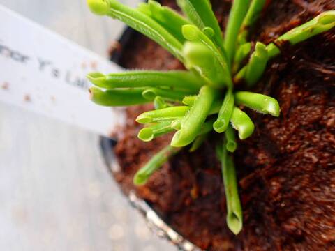 P256 2H [YA-27] H. minor Y's Lab