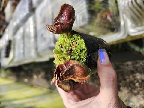 Cephalotus follicularis （セファロタス/フクロノユキノシタ