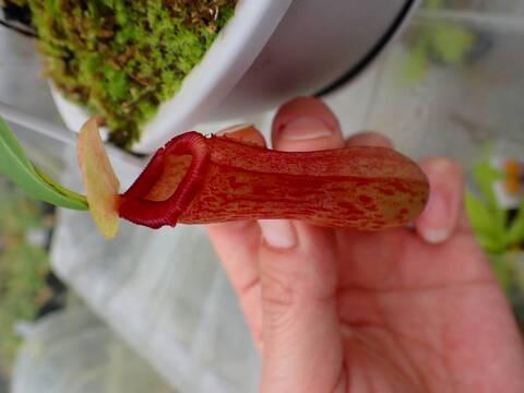 G097 5-2 N. ventricosa seedling select 山本