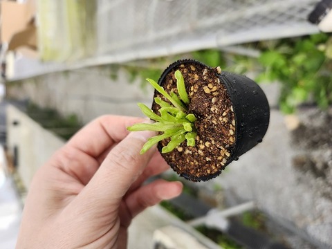 商品一覧 - Y's Exotics （山田食虫植物農園）