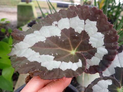 P088 3-2 #BBB Begonia rex