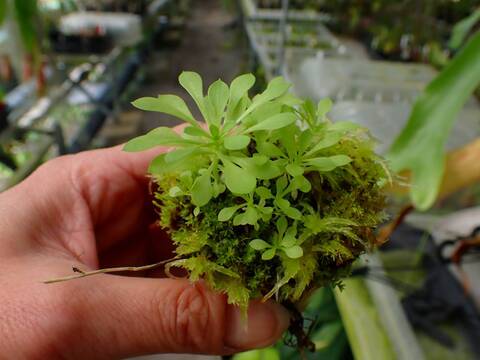 R600 3-2 Stylidium debile TF