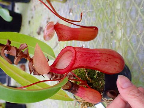 P293 5-3 N. ventricosa-red seedling Y's