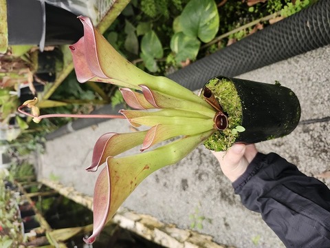 Heliamphora（ヘリアンフォラ）の商品一覧 | Y's Exotics （山田