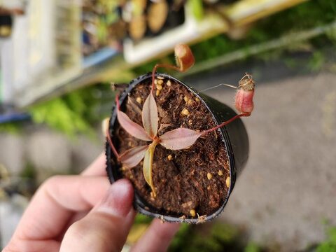 商品一覧 | Y's Exotics （山田食虫植物農園）