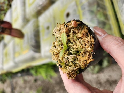 商品一覧 - Y's Exotics （山田食虫植物農園）