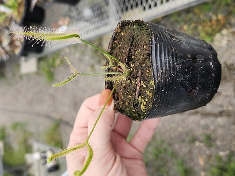 商品一覧 - Y's Exotics （山田食虫植物農園）
