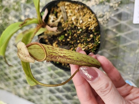 Y535 1-2 N. Wittei 一正園