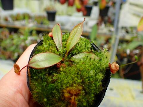 商品一覧 - Y's Exotics （山田食虫植物農園）
