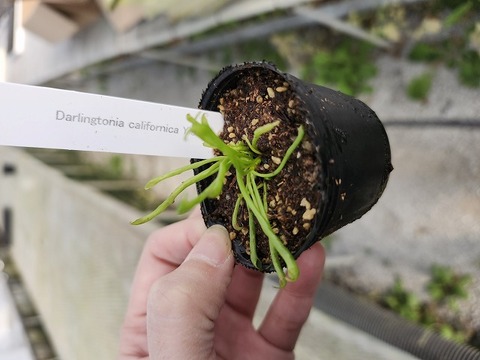 O156 2H Darlingtonia californica Y's Lab