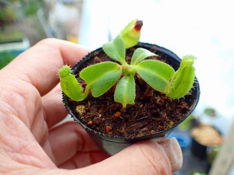 商品一覧 - Y's Exotics （山田食虫植物農園）