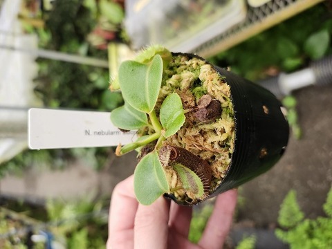 美品！ネペンテス アローモカシン 美品！ネペンテス アローモカシン Nepenthes（ネペンテス