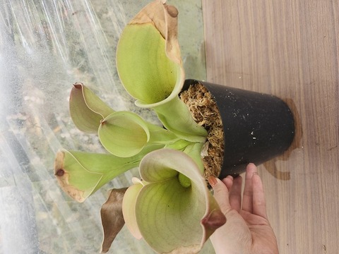 R480 1-1 H. exappendiculata "Giant Bubbllle" CC