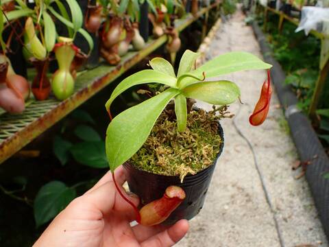 Y's Exotics （山田食虫植物農園）
