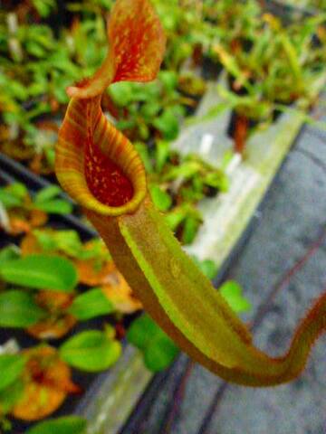 Nepenthes（ネペンテス/ウツボカズラ）の商品一覧 | Y's Exotics （山田食虫植物農園）