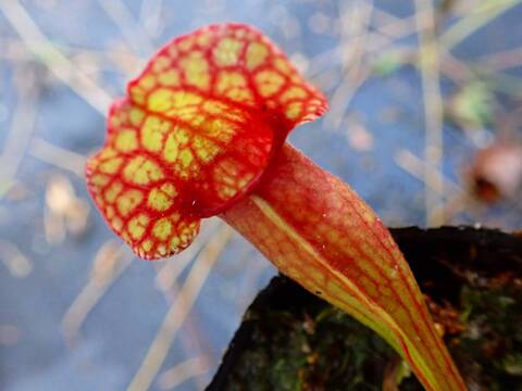 商品一覧 - Y's Exotics （山田食虫植物農園）