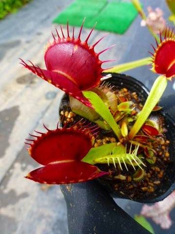 Dionaea ｍuscipula（ディオネア/ハエトリソウ）の商品一覧 | Y's Exotics （山田食虫植物農園）