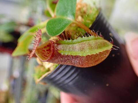 商品一覧 - Y's Exotics （山田食虫植物農園）