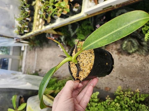 G295 1-2 N. xharryana x ephippiata Y's 